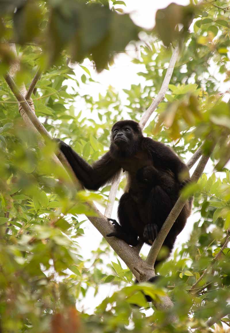 el mangroove costa rica howler monkey