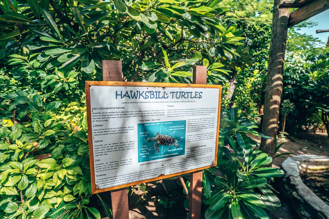 turtle sanctuary at serenity island fiji