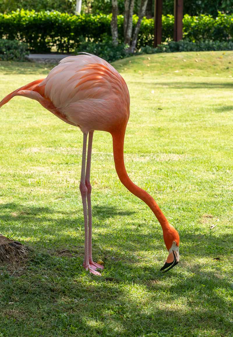 hilton la romana flamingo