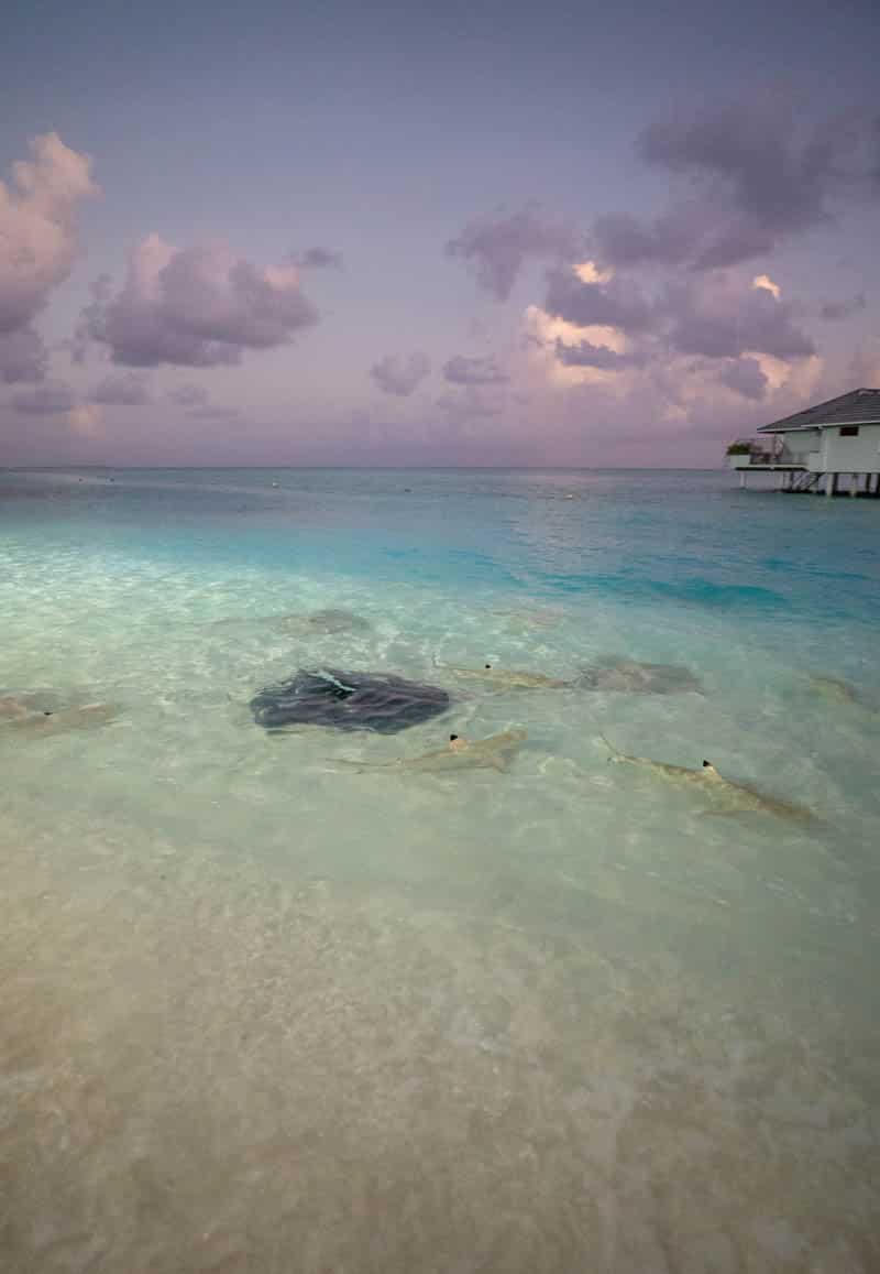 Sun Island Maldives